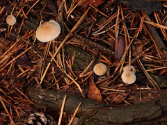 Mycena metata
