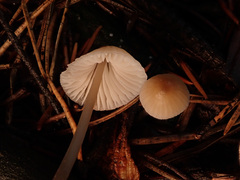 Mycena metata