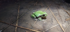 Hyla intermedia perrini