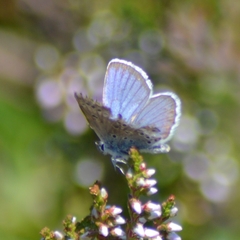 Plebejus argus