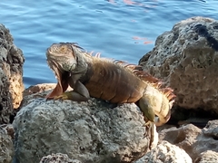 Iguana iguana