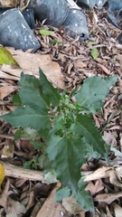 Chenopodiastrum murale