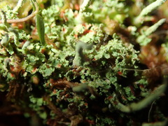Cladonia norvegica