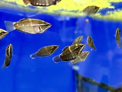 Sphaerichthys vaillanti