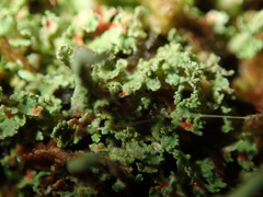 Cladonia norvegica