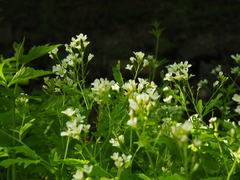 Cardamine amara