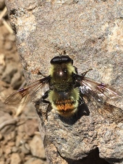 Sericomyia flagrans