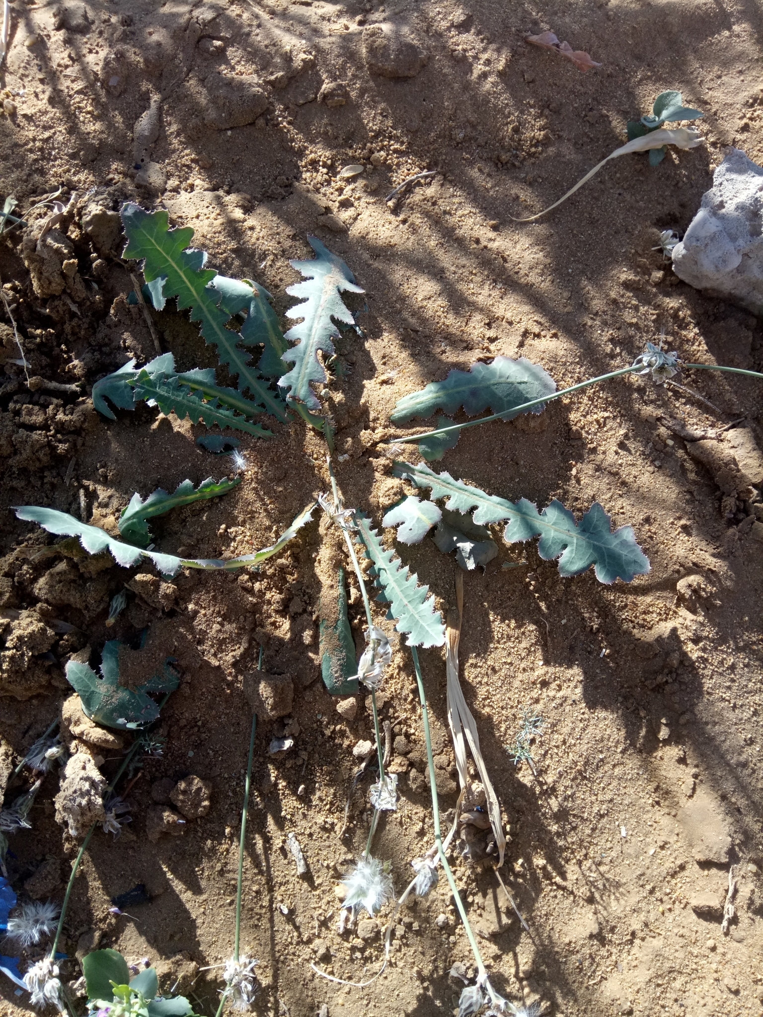 Launaea capitata