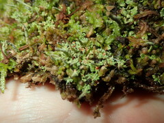 Cladonia norvegica