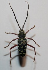 Megacyllene caryae