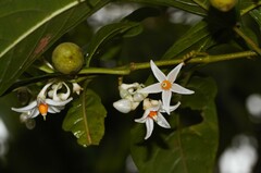 Solanum leucocarpon