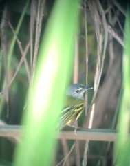 Poecilotriccus sylvia