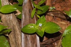 Spermacoce alata