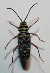 Megacyllene caryae
