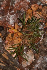 Maxillaria uncata