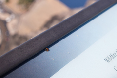 Hippodamia moesta bowditchi