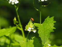 Curculio glandium