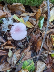 Mycena rosea