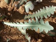 Launaea capitata image