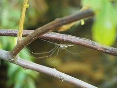 Tetragnatha elongata