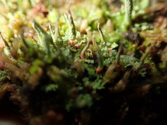 Cladonia norvegica