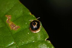 Charidotella zona