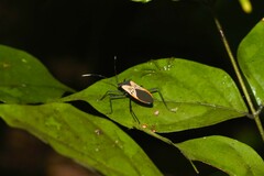 Leptoscelis limbativentris