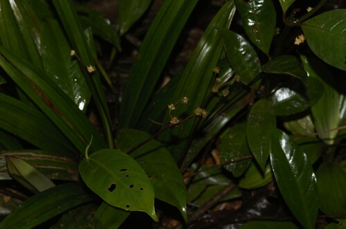 Bisboeckelera microcephala (Bisboeckelera microcephala)
