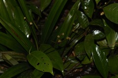 Bisboeckelera microcephala