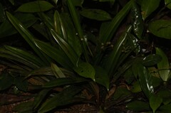 Bisboeckelera microcephala