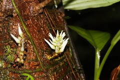 Paypayrola confertiflora