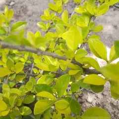 Ligustrum ovalifolium