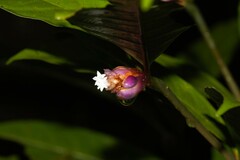 Palicourea apoda