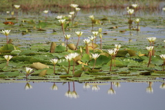 Nymphaea ampla