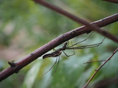 Tetragnatha elongata