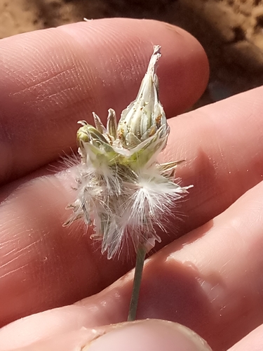 Launaea capitata image