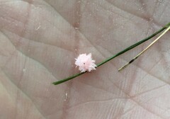 Laetisaria roseipellis