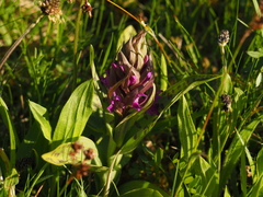 Dactylorhiza