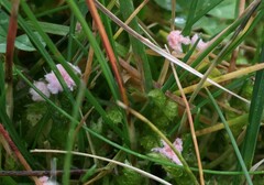 Laetisaria roseipellis