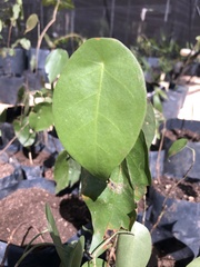 Croton reflexifolius