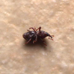 Sitophilus zeamais