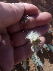 Launaea capitata image