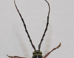 Megacyllene caryae