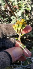 Eriophyllum staechadifolium