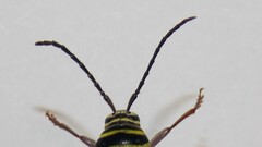 Megacyllene caryae
