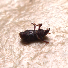 Sitophilus zeamais