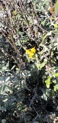 Eriophyllum staechadifolium