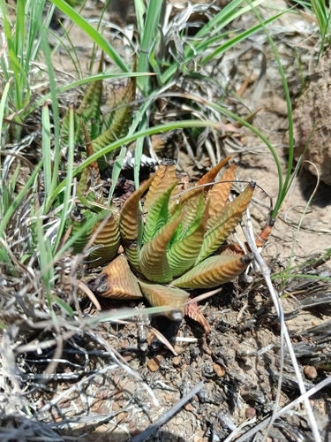 Haworthia limifolia Marloth 3