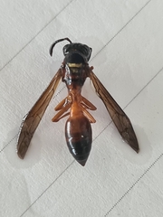 Angiopolybia