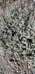 Eriophyllum staechadifolium